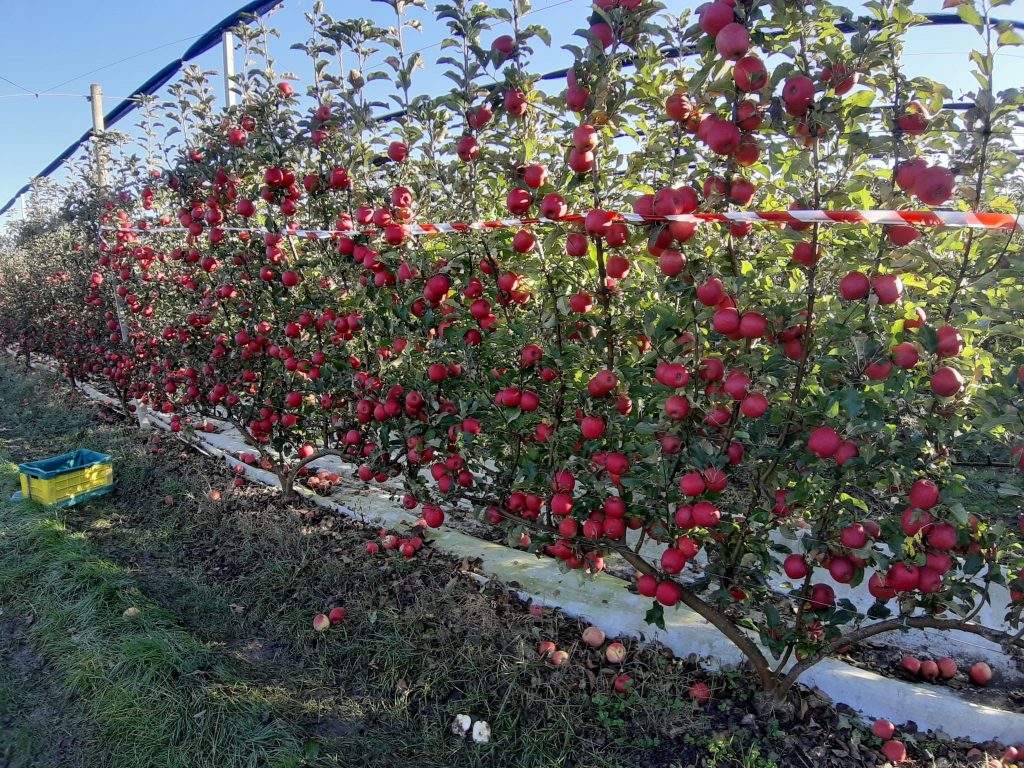 Apple field