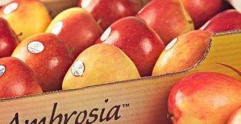 Ambrosia ™ apple season ends early with dynamic sales and positive results