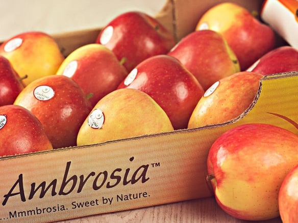 Ambrosia ™ apple season ends early with dynamic sales and positive results