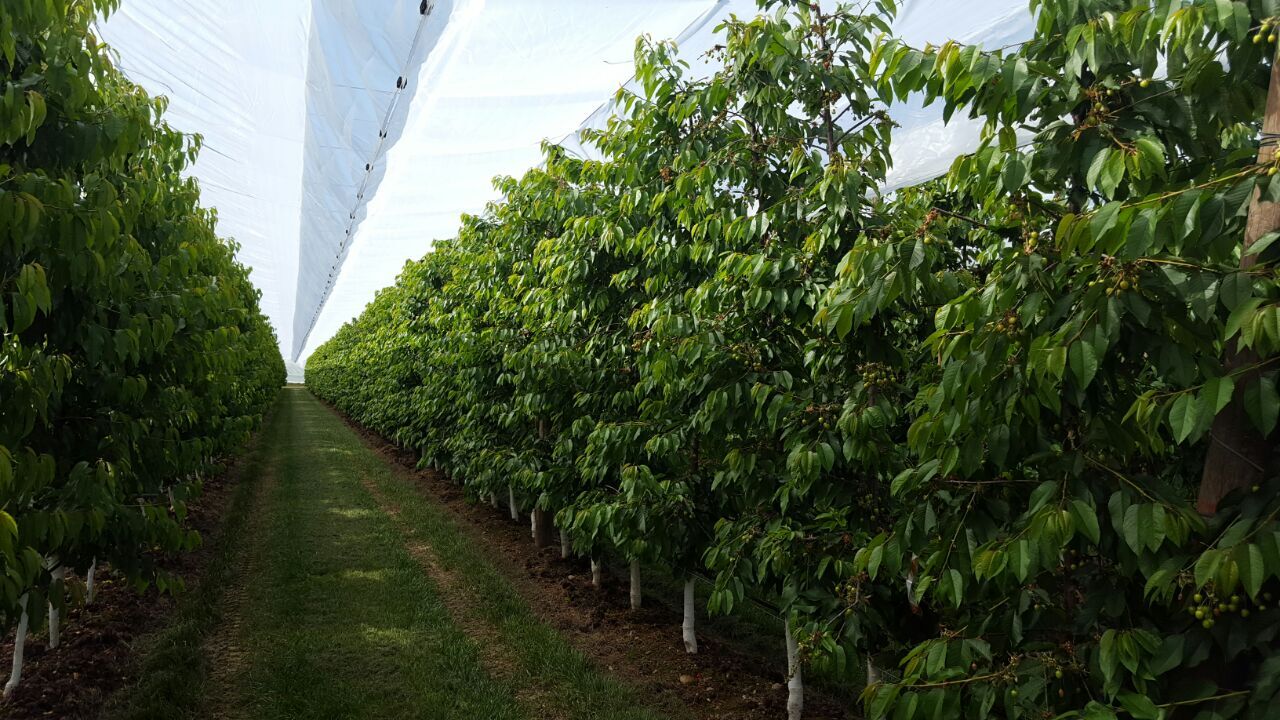 Cherry trees, Arrigoni´s solutions against cracking and pests