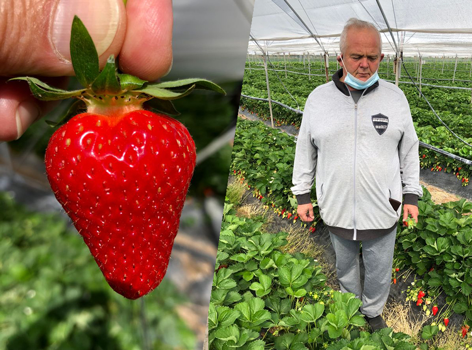 The LYCIA®CIVNB557* strawberry is the new CIV benchmark variety for the Verona and Romagna area