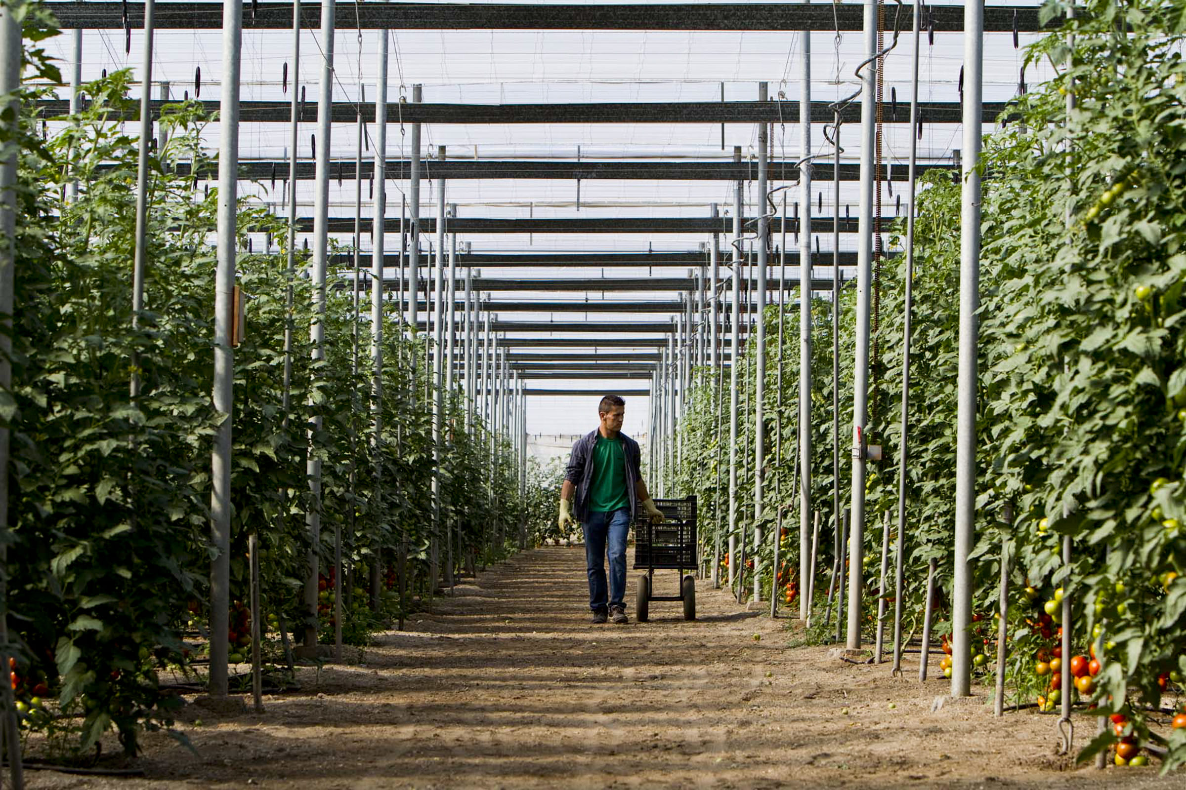 Hortiespaña calls for better defence of Spanish fruits and vegetables