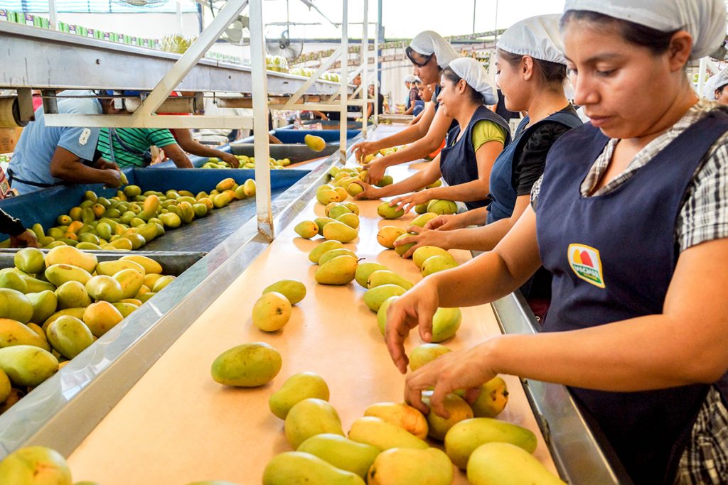 Plummeting mango prices in Thailand