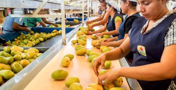 Plummeting mango prices in Thailand