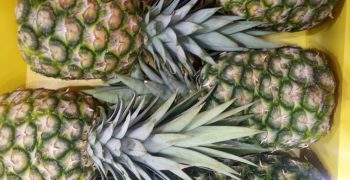 Report exposes Costa Rican government neglect of complaints in organic pineapple sector