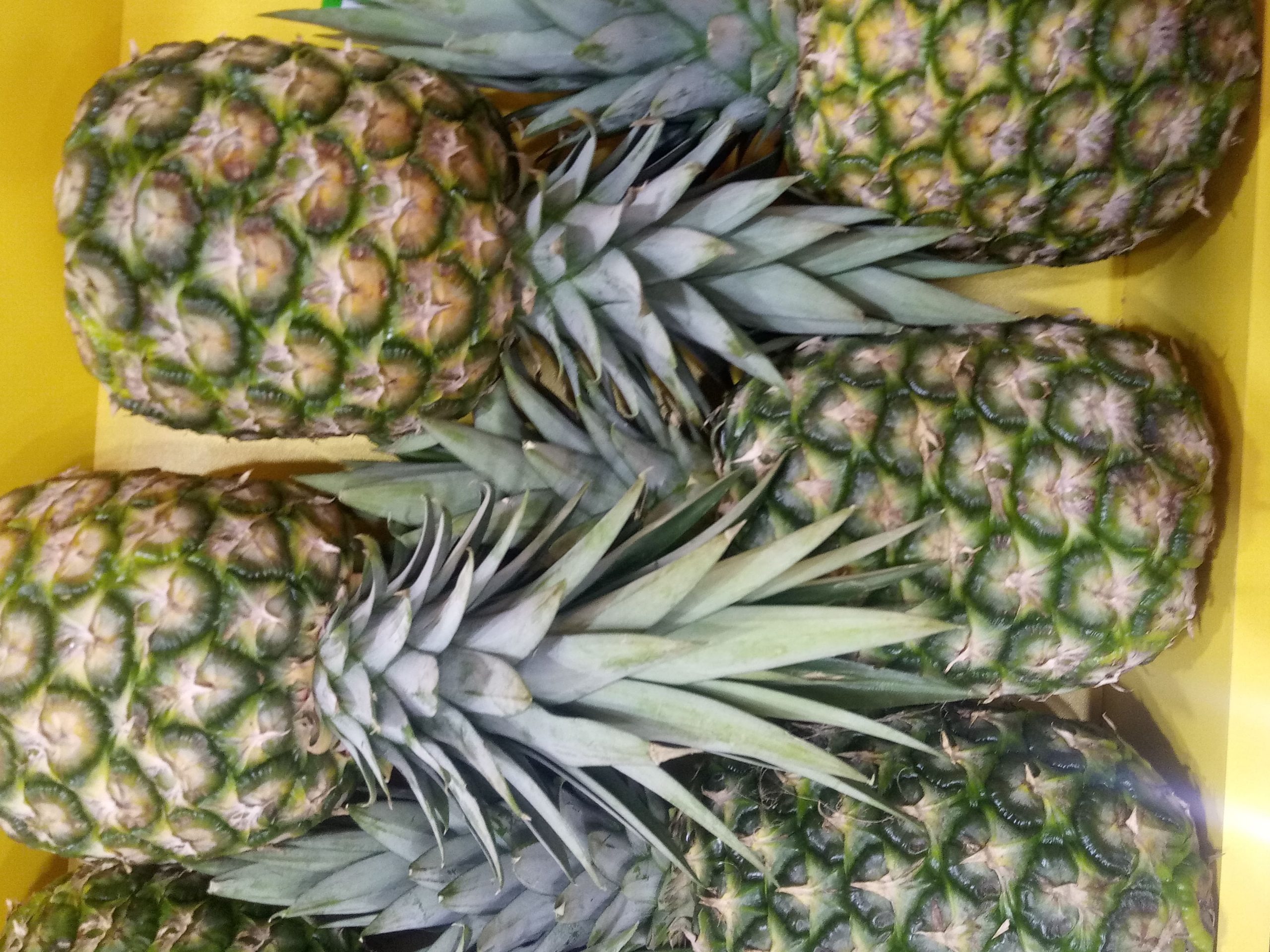 Report exposes Costa Rican government neglect of complaints in organic pineapple sector