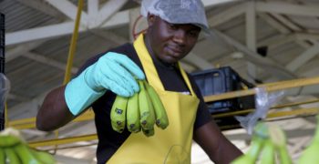 Fairtrade base wage for bananas comes into effect