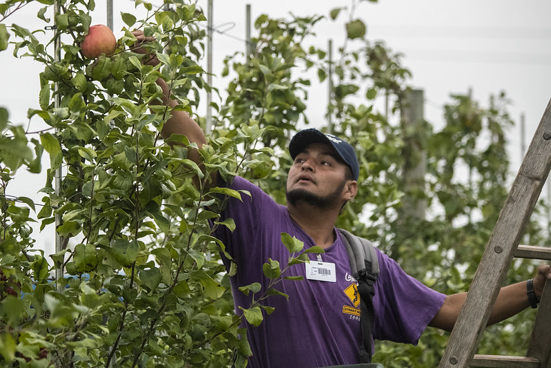 Apple harvest