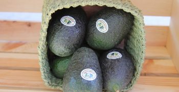 US avocado sales reach 4-year high