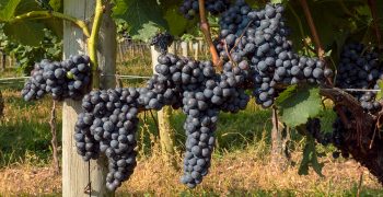 Record global grape crop
