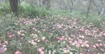 Storms damage India’s apple crops at harvest time