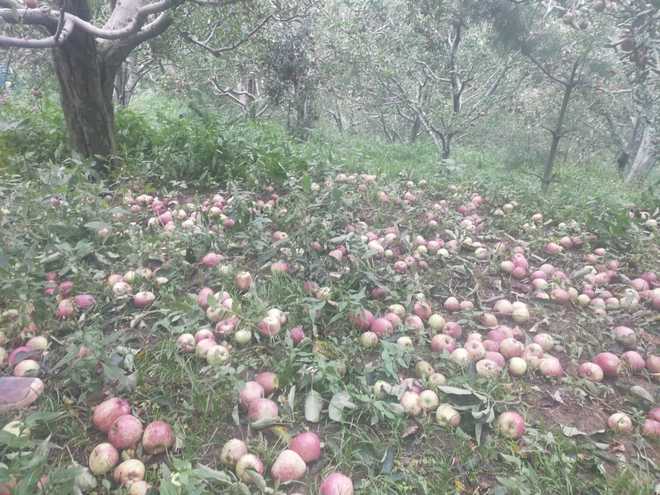 Apple crop damaged by storm © Jai Kumar/Tribune India