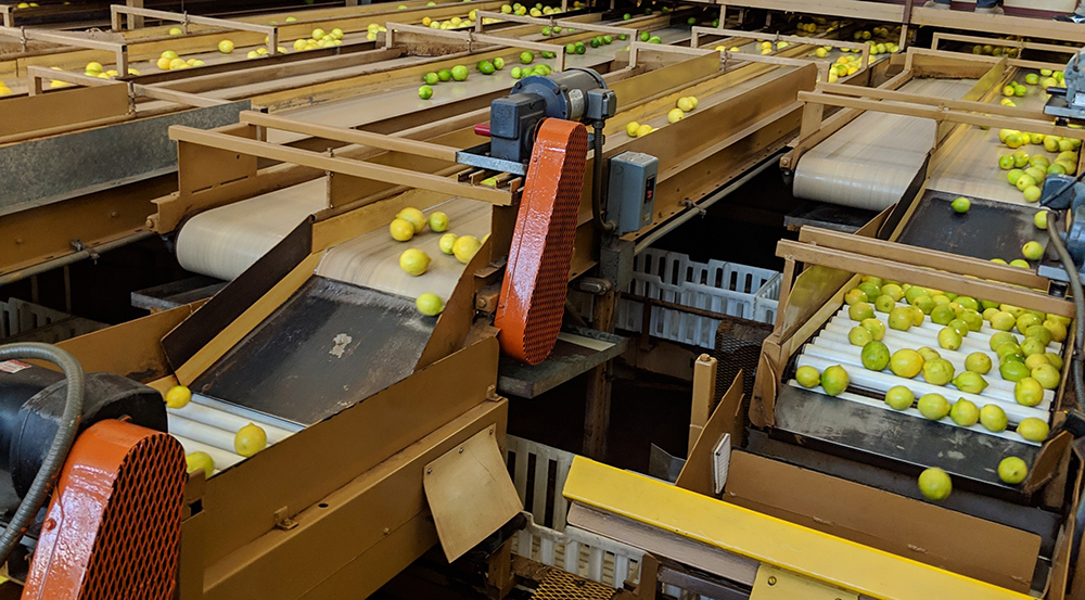 Lemons in a packinghouse © USDA/Angela McMellen Brannigan