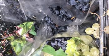 Although Russia has increased its production of grapes, the demand is far from being saturated