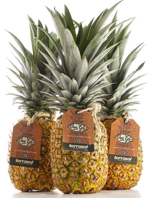 Terrasol pineapple