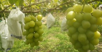 South Korea outshines Japan in grape export markets