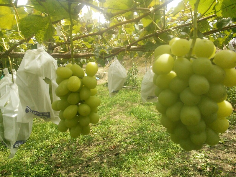 Grapes