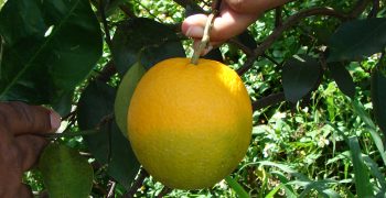 California rocked by citrus greening incident