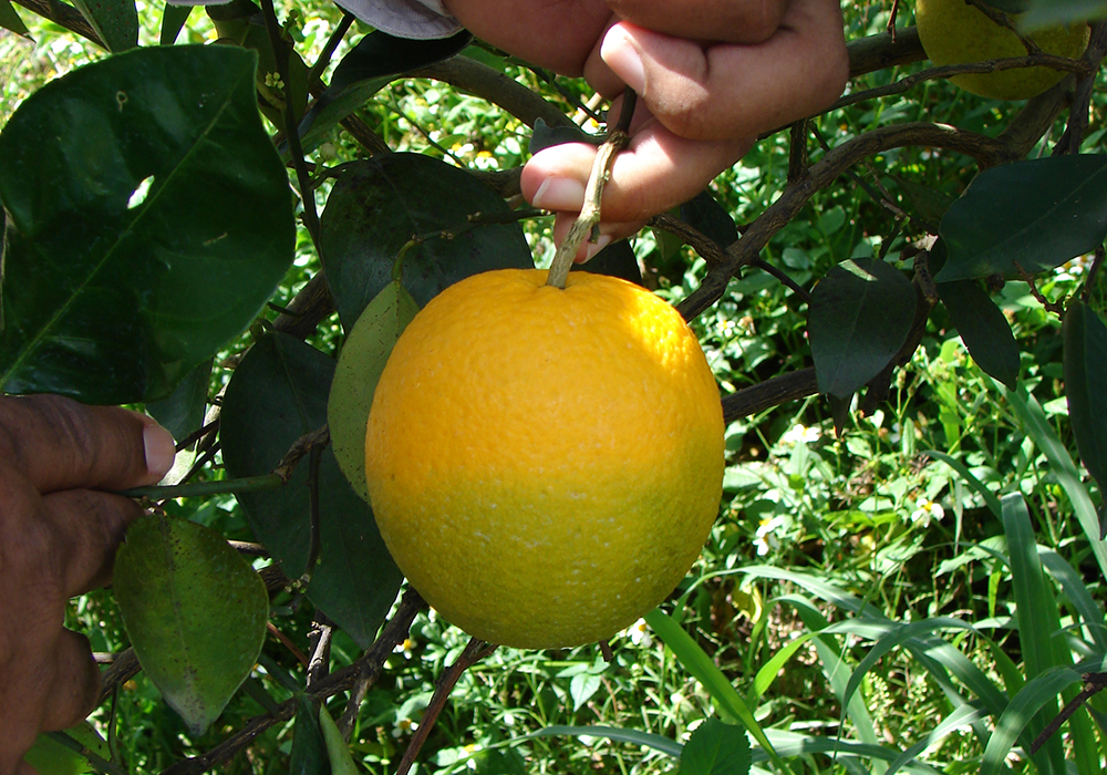 Citrus Greening