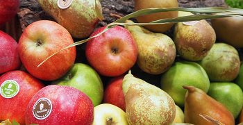 Contrasting expectations for EU’s apple and pear crops