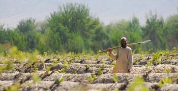 Afghanistan’s fresh produce trade picks up