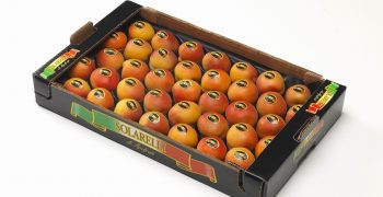 Apricots, Apofruit Italia and Meditteraneo Group crown an exceptional year