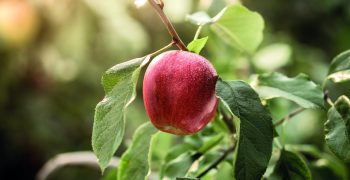 WAPA updates Northern Hemisphere apple forecast