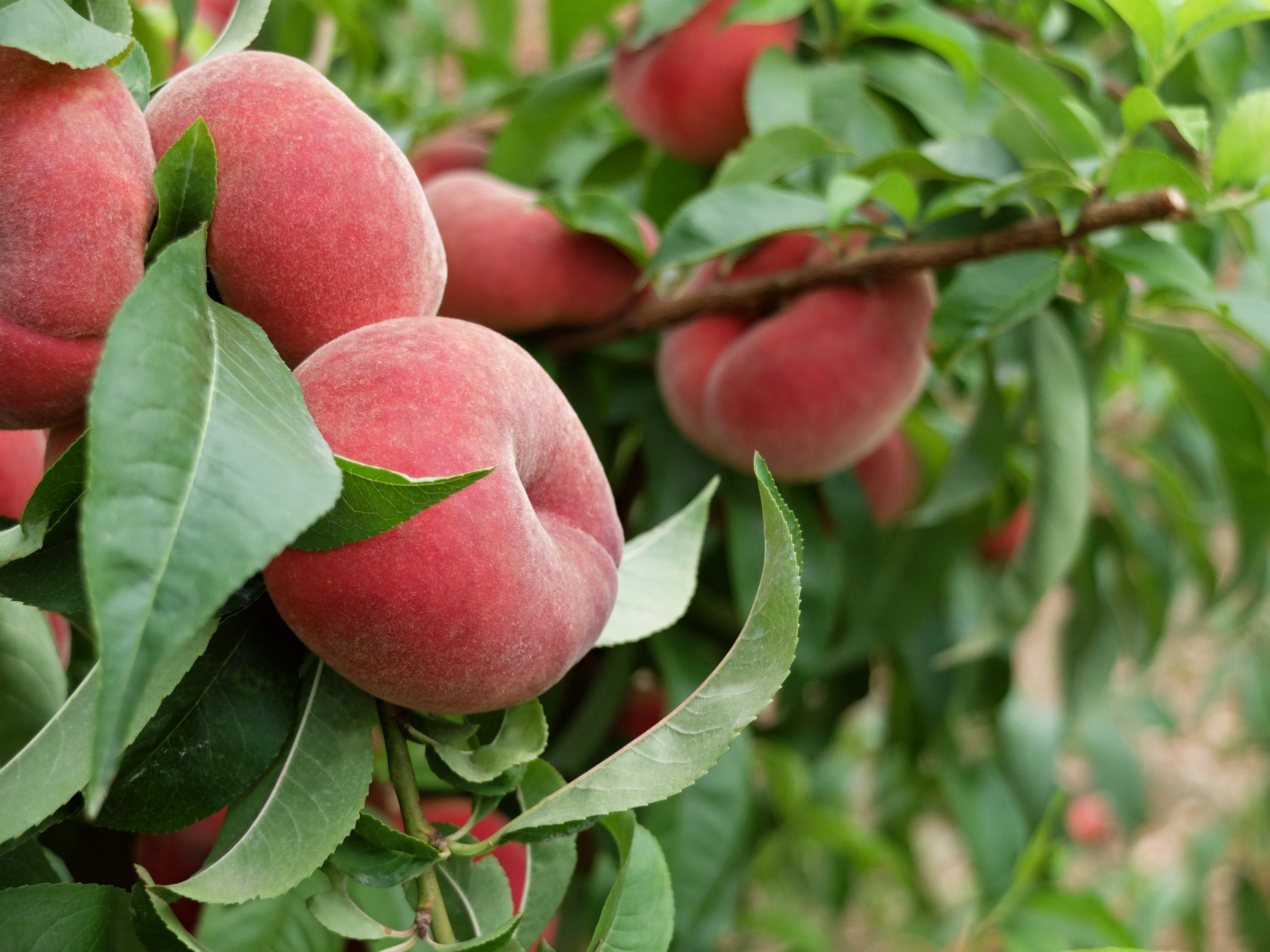 Flat peaches