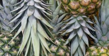 Dole and Ananas Anam to produce vegan leather from pineapple waste