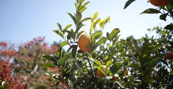 South Koreans fear submerged winter crops and citrus pests following typhoon