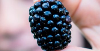 Blackberry sales surge in UK