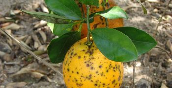 Intercitrus calls for action over repeated detections of Black Spot in South African citrus