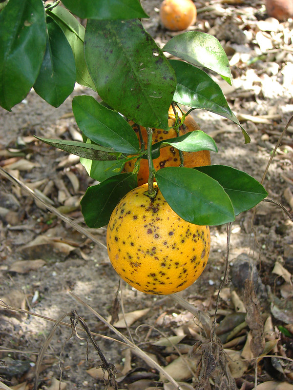 Citrus black spot symptoms are frequently numerous and irregularly distributed on the fruit peel such as on this sweet orange fruit. Copyright: USDA photo.