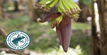 Fyffes farm first to obtain new Rainforest Alliance certification