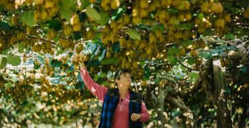 Zespri to continue shipments as normal to China after Covid detection in fruit