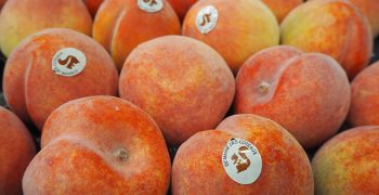 Global peach and nectarine production to climb slightly