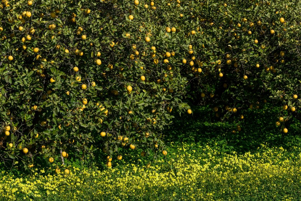 Spanish lemon fields. Copyright: AILIMPO.