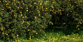 Spain’s lemon crop to shrink by almost a quarter