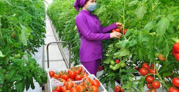 Competition heats up among Central Asian suppliers to Russian tomato market