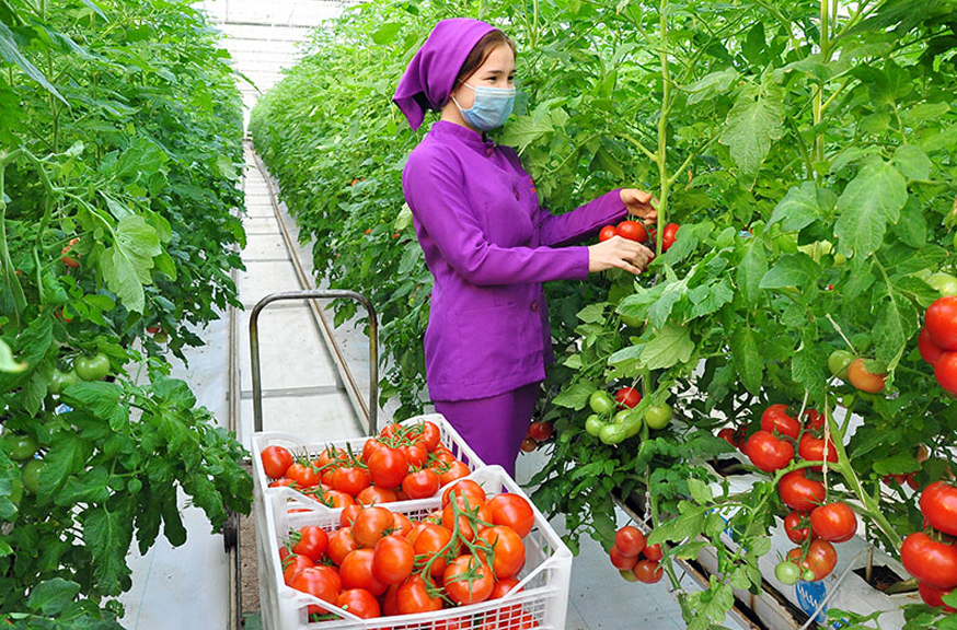 Turkmenistan is becoming a leading supplier of greenhouse tomatoes to Russia. Copyright: Turkmenistan Golden Age.