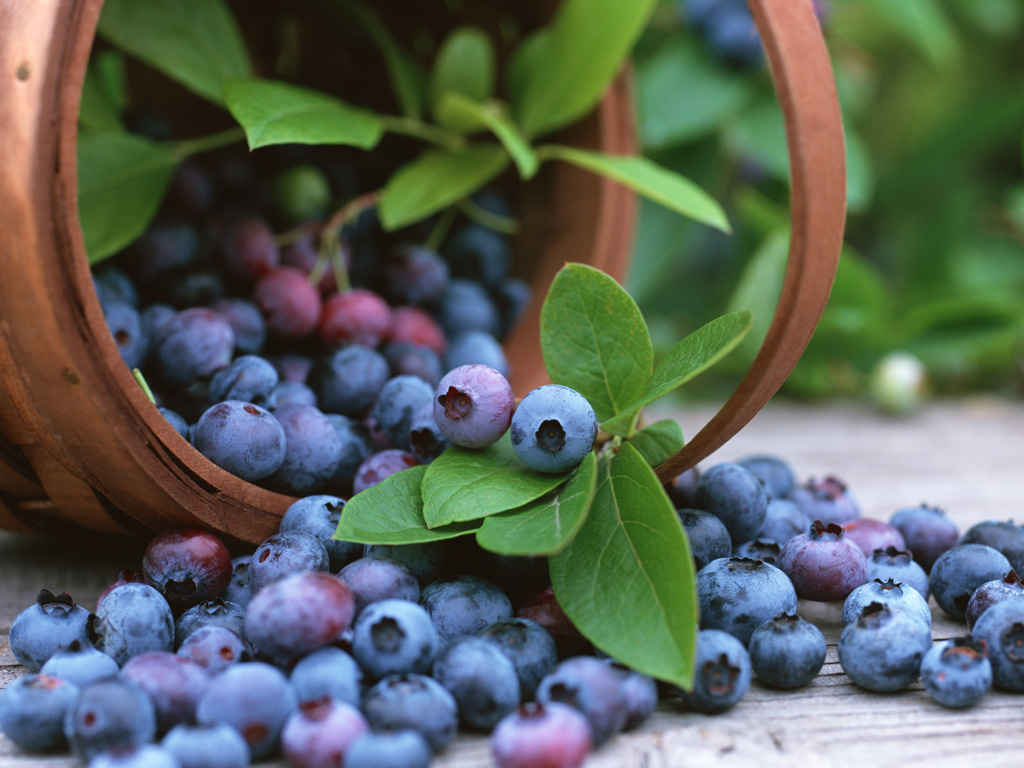 Bluerries in a basket. Copyright: Proarándanos.