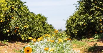 Smaller Spanish citrus crop in 2021/22