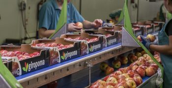 EU apple crop increases while pear production plummets