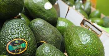 Mexican avocado crop to shrink 8%