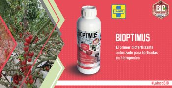 BIOPTIMUS: the first biofertiliser authorized for hydroponics