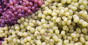 Chile recovers grape volumes