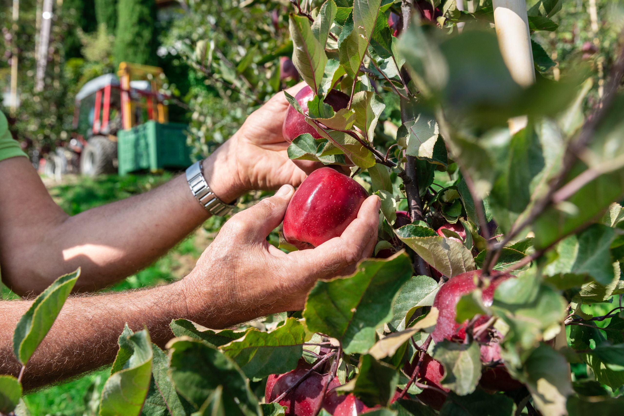 Kissabel Rouge_Harvest (04)