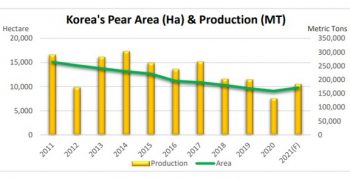 Bumper South Korean pear crop expected