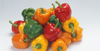 Syngenta maintains leadership with pepper genetics, sustainability and resistances