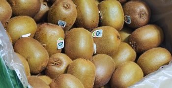 Kiwis drive growth of New Zealand’s produce exports